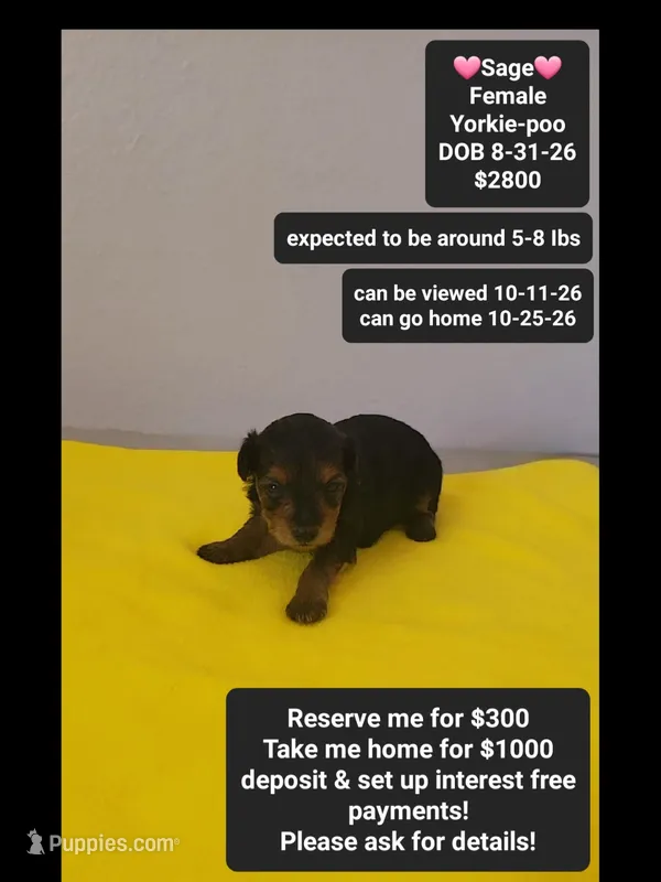 Sage*1000 take home – Yorkshire Terrier, Poodle - Toy  puppy for sale in Tucson, AZ