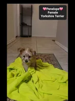 Penelope*$1000 take home, a female Yorkshire Terrier for sale in Tucson, AZ – 3 of 3