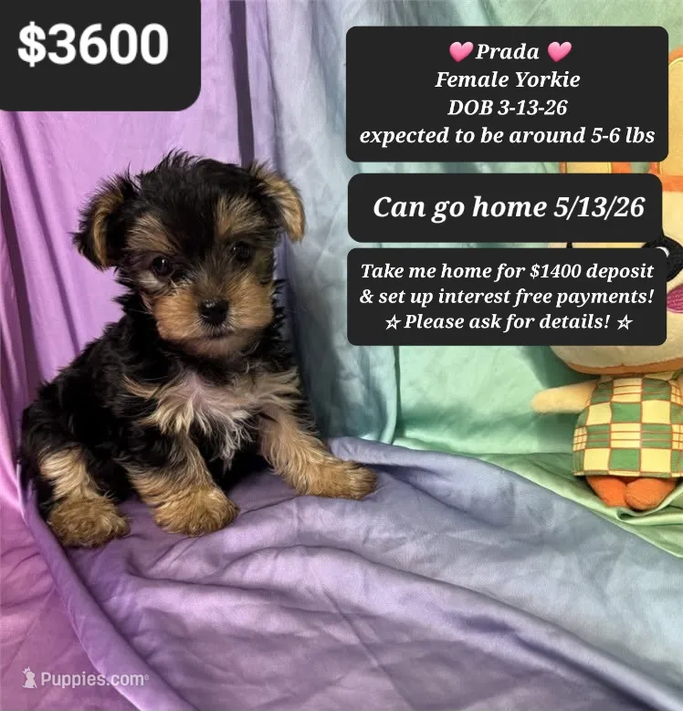 Prada – Yorkshire Terrier puppy for sale in Tucson, AZ