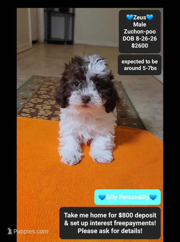 Zeus*800 take home – Poodle - Toy , Shichon puppy for sale in Tucson, AZ