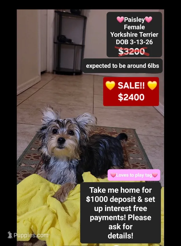 Paisley*1000 take home – Yorkshire Terrier puppy for sale in Tucson, AZ