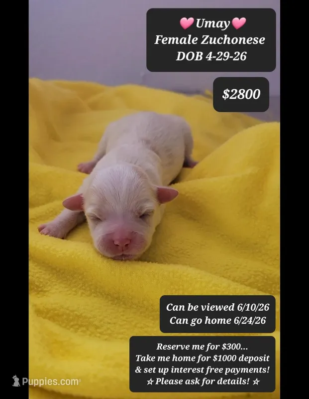 Umay – Havanese, Shichon puppy for sale in Tucson, AZ