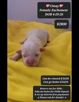 Umay, a female Havanese and Shichon for sale in Tucson, AZ – 1 of 1