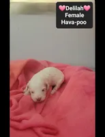 Delilah*1000 take home, a female Havanese and Poodle - Toy  for sale in Tucson, AZ – 2 of 3