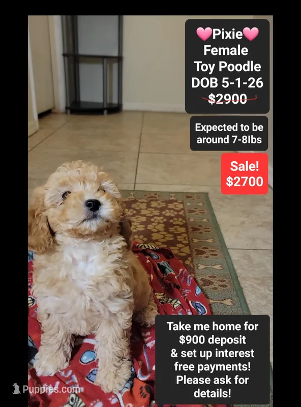 Pixie*900 take home – Poodle - Toy  puppy for sale in Tucson, AZ