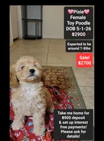 Pixie*900 take home, a female Poodle - Toy  for sale in Tucson, AZ – 1 of 3
