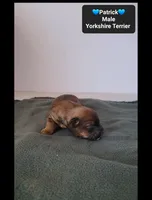 patrick, a male Yorkshire Terrier for sale in Tucson, AZ – 2 of 3