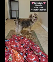 Bernadette*900 take home, a female Yorkshire Terrier for sale in Tucson, AZ – 3 of 3
