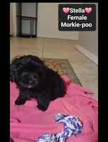 Stella*900 take home, a female Poodle - Toy  and Morkie for sale in Tucson, AZ – 3 of 3