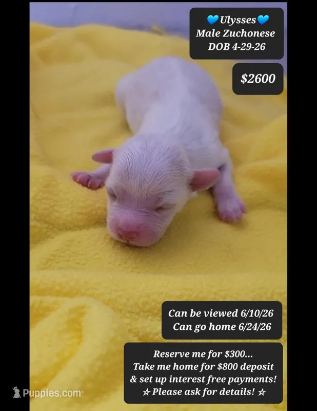 Ulysses – Havanese, Shichon puppy for sale in Tucson, AZ