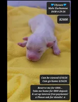 Ulysses, a male Havanese and Shichon for sale in Tucson, AZ – 1 of 1