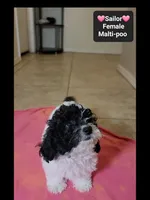 Sailor*1000 take home, a female Maltipoo for sale in Tucson, AZ – 2 of 3