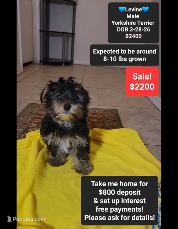 Levine*800 take home – Yorkshire Terrier puppy for sale in Tucson, AZ