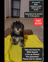 Levine*800 take home, a male Yorkshire Terrier for sale in Tucson, AZ – 1 of 3