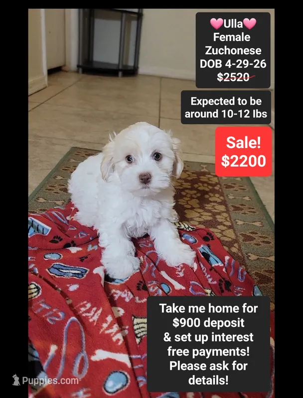 Ulla*900 take home – Havanese, Shichon puppy for sale in Tucson, AZ