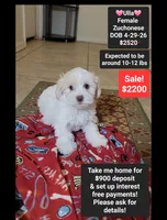 Ulla*900 take home, a female Havanese and Shichon for sale in Tucson, AZ – 1 of 3