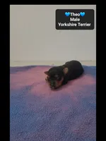 Theo, a male Yorkshire Terrier for sale in Tucson, AZ – 2 of 3