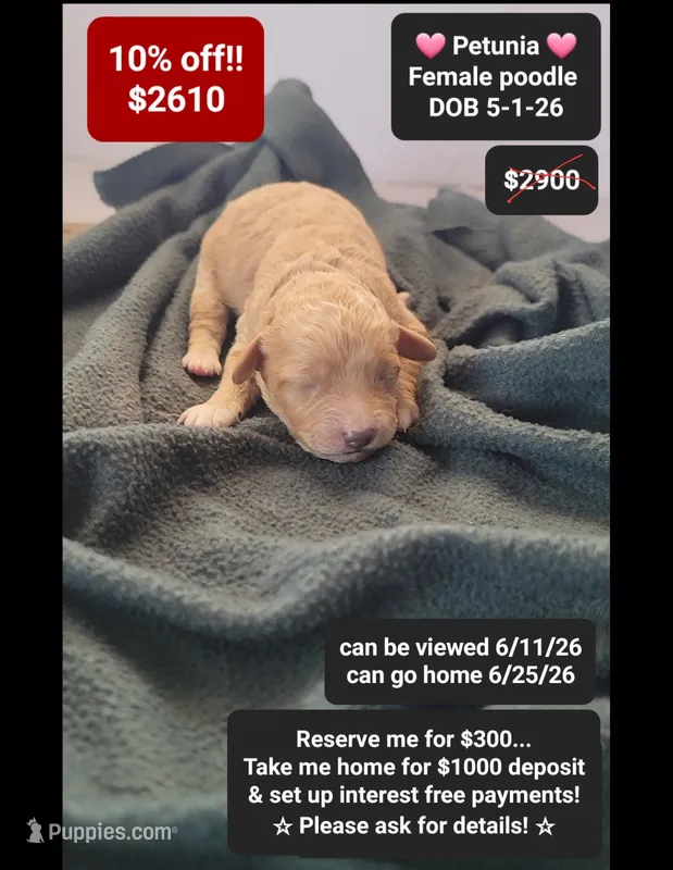 Petunia – Poodle - Toy  puppy for sale in Tucson, AZ