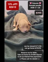 Petunia, a female Poodle - Toy  for sale in Tucson, AZ – 1 of 1