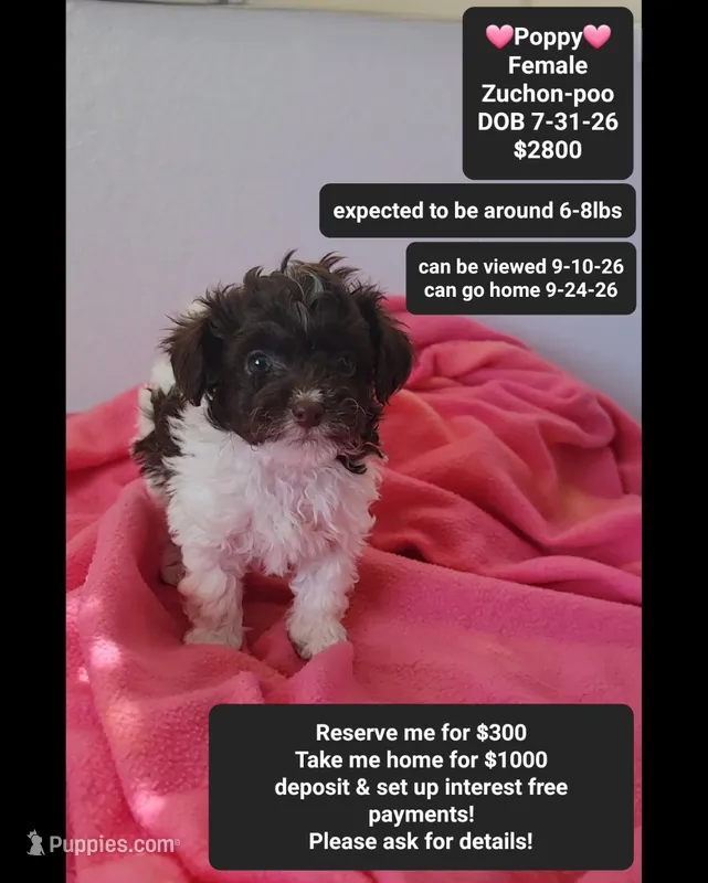 Poppy*1000 take home – Poodle - Toy , Shichon puppy for sale in Tucson, AZ