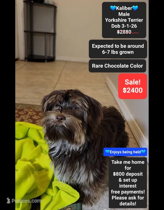 Kaliber*800 take home – Yorkshire Terrier puppy for sale in Tucson, AZ