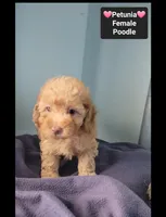 Petunia, a female Poodle - Toy  for sale in Tucson, AZ – 3 of 3