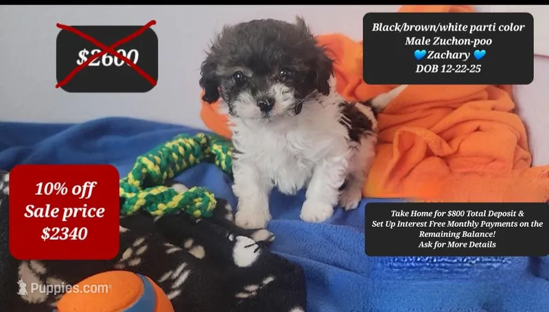 Zachary, a male Shichon for sale in Tucson, AZ – Photo 1 of 1