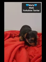 Marty*800 take home, a male Yorkshire Terrier for sale in Tucson, AZ – 2 of 3