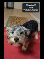 Levine*800 take home, a male Yorkshire Terrier for sale in Tucson, AZ – 2 of 3