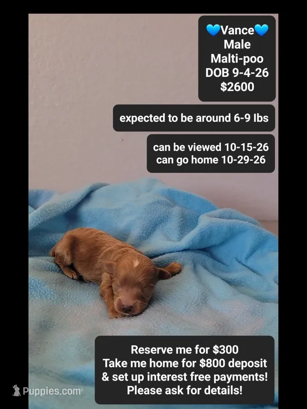 Vance – Maltipoo puppy for sale in Tucson, AZ