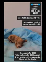 Vance, a male Maltipoo for sale in Tucson, AZ – 1 of 3