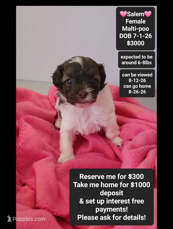 Salem*1000 take home – Maltipoo puppy for sale in Tucson, AZ