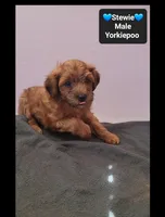 Stewie, a male Yorkshire Terrier and Poodle - Toy  for sale in Tucson, AZ – 2 of 3