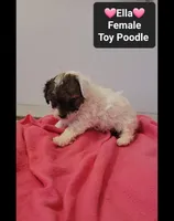 Ella*1000 take home, a female Poodle - Toy  for sale in Tucson, AZ – 2 of 3