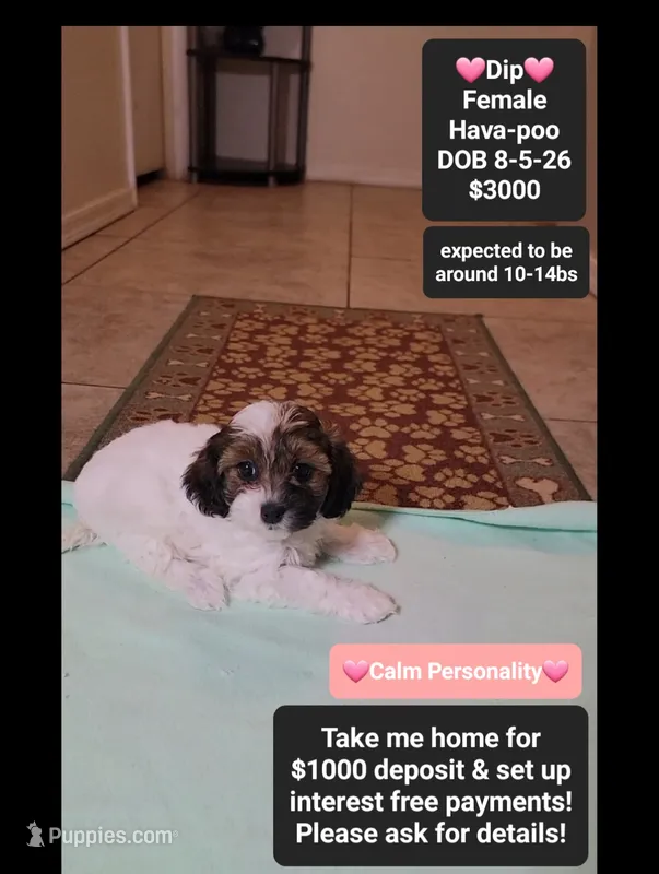 Dip*1000 take home – Havanese, Poodle - Toy  puppy for sale in Tucson, AZ