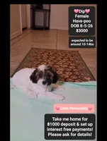 Dip*1000 take home, a female Havanese and Poodle - Toy  for sale in Tucson, AZ – 1 of 3