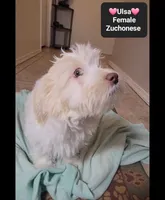 Ulsa*900 take home, a female Havanese and Shichon for sale in Tucson, AZ – 3 of 3