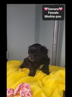 Samara, a female Poodle - Toy  and Morkie for sale in Tucson, AZ – 3 of 3