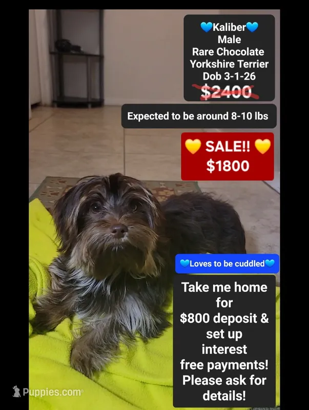 Kaliber*800 take home – Yorkshire Terrier puppy for sale in Tucson, AZ