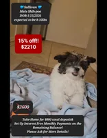 Sullivan, a male Shih Tzu and Poodle - Toy  for sale in Tucson, AZ – 1 of 3