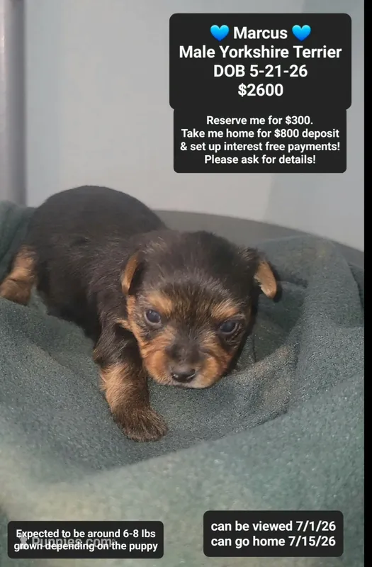 Marcus – Yorkshire Terrier puppy for sale in Tucson, AZ