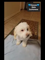 Ulysses*800 take home, a male Havanese and Shichon for sale in Tucson, AZ – 2 of 3
