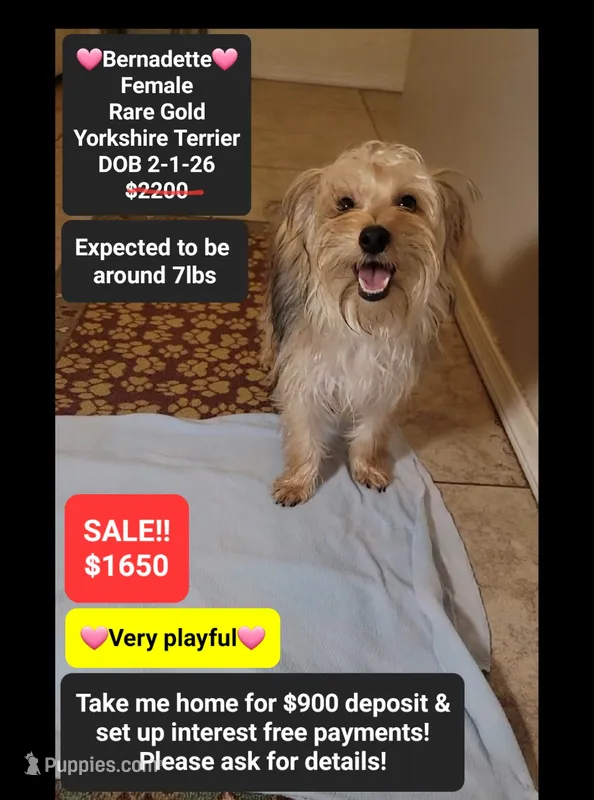 Bernadette*900 take home – Yorkshire Terrier puppy for sale in Tucson, AZ