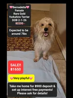Bernadette*900 take home, a female Yorkshire Terrier for sale in Tucson, AZ – 1 of 3