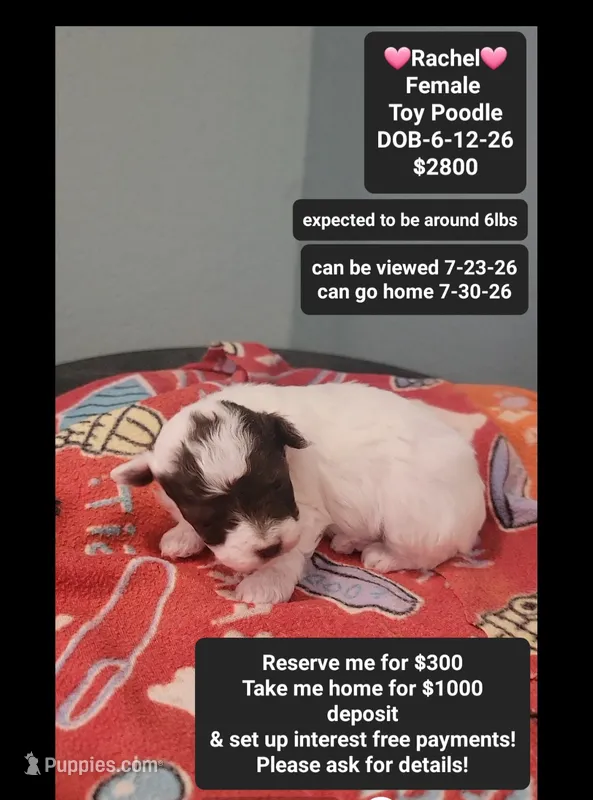 Rachel*$1000 take home – Poodle - Toy  puppy for sale in Tucson, AZ