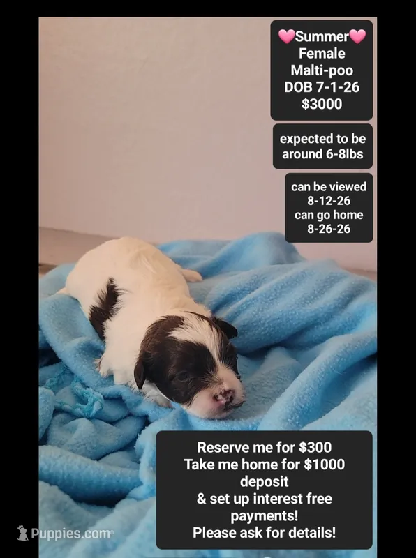 Summer*1000 take home – Maltipoo puppy for sale in Tucson, AZ