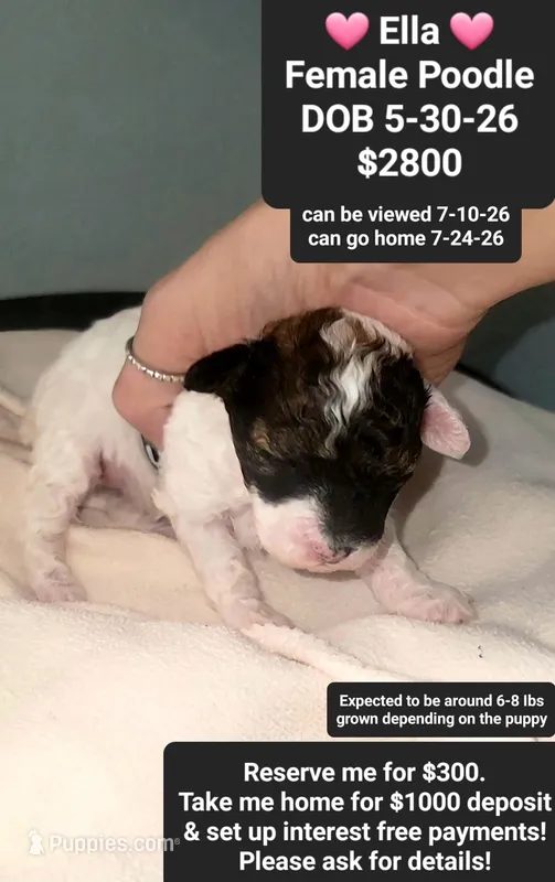 Ella – Poodle - Toy  puppy for sale in Tucson, AZ