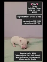 Talia, a female Yorkshire Terrier for sale in Tucson, AZ – 1 of 3