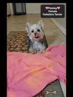 Paisley, a female Yorkshire Terrier for sale in Tucson, AZ – 2 of 3