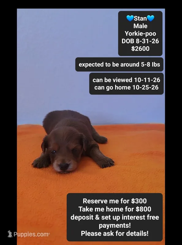 Stan*800 take home – Yorkshire Terrier, Poodle - Toy  puppy for sale in Tucson, AZ